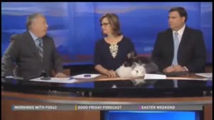 Humping Rabbits Disturbing News