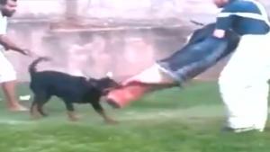 Training Rottweiler Fail