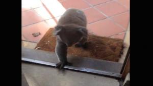 Koala Invites Itself Into House