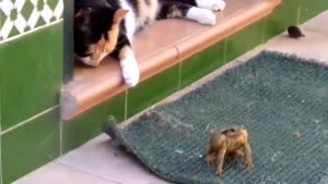 Toad Attacks Cat