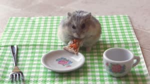 Tiny Hamster Eating A Tiny Pizza