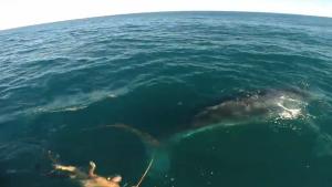 Guys On Boat Free Baby Whale From Rope