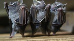 Dancing Bats Are The Best
