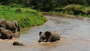 Elephants Rescue Drowning Baby