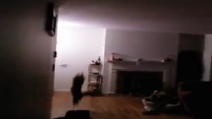 Cat Catches Bat