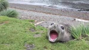 Freaky Seal