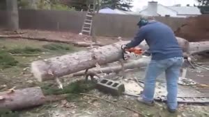 Cut Off Tree Puts Itself Back In Place