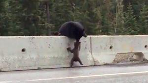 Mother Bear Rescues Baby From Road