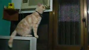 Cat Jump Fail