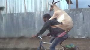 Transporting Goat