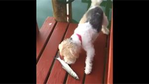 Fish Scares Dog