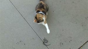 Cat Playing With Scary Snake