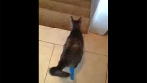 Cat With Broken Legs Takes Stairs