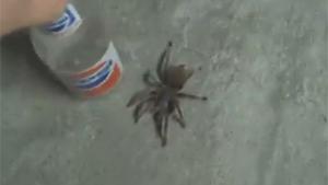 Pissing Pants After Spider Prank