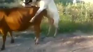 Mating Cow Fail