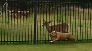 Dog Playing With Deer