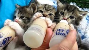Bottle feeding Cute Little Kittens