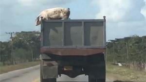 Pig's Escapes From Truck