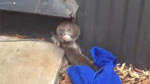 Trapped Koala Beer Gets Rescued