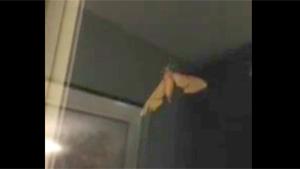 Huge Moth Gets Eaten