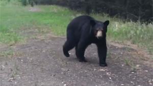 Bear Says Hello To Hikers