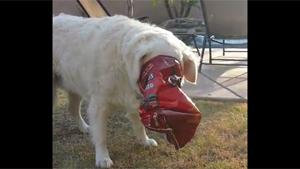 Puppy Gets Stuck In Chips Bag