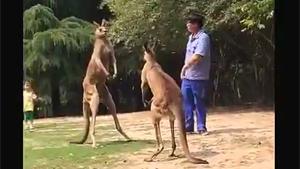 Fighting Kangaroos