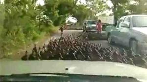 March Of The Ducks