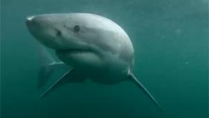 Unexpected Shark Encounter
