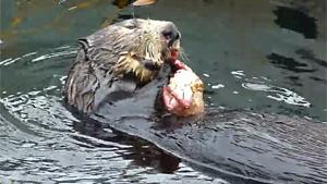 Otter Has Crab For Lunch