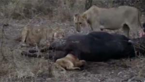 Lion Cub Gets Head Stuck In Anus