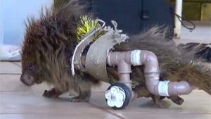 Wheelchair For Paralysed Hedgehog