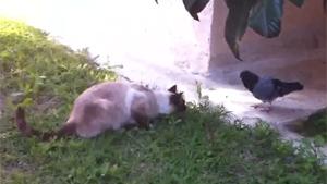 Cat And Pigeon Playing Together