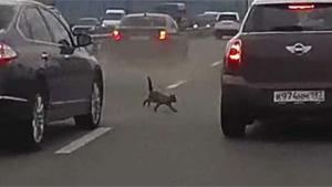 Cat Causes Multiple Crashes