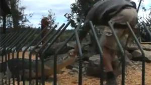 Crocodile Attacks Zoo Keeper
