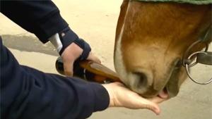 Beer Drinking Horses