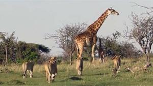 Giraffe Protects Calf From Hungry Lions