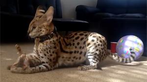 Serval Cat Plays With Kitten
