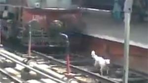 Dog Run Over By Train And Survives