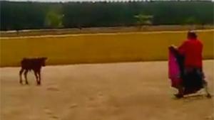 Matador Owned By Young Bull