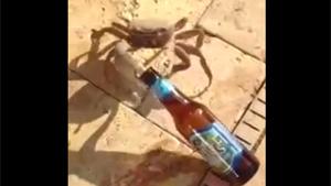 Crab Steals Beer