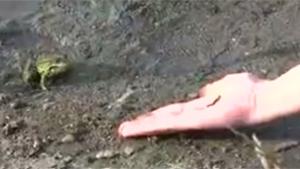 Petting A Frog