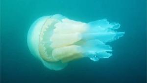 Spotting A Huge Jelly Fish