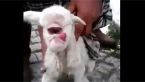 Cyclop Lamb