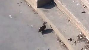 Lost Duckling Finds His Way Home