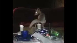 Little Fox Shits In Coffee Cup