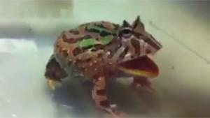 Angry Ball Sack Frog