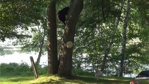 Doggy Scares Black Bear