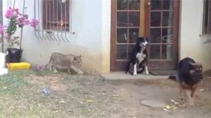 Sneaky Lion Startles Dog