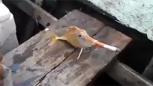 Smoking Fish